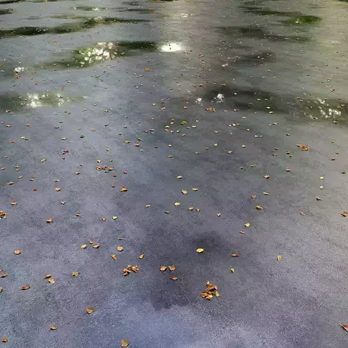 Wet asphalt with leaves