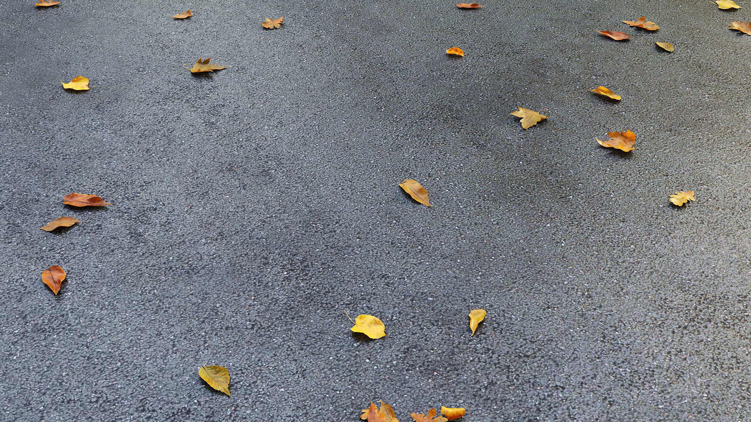Wet asphalt with leaves 3D model_5