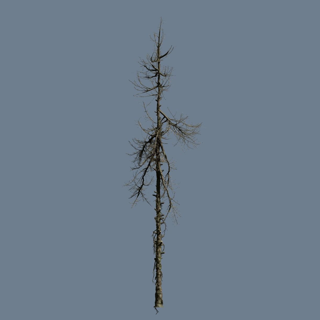 High Quality Fir Tree 18 Free 3D model_2