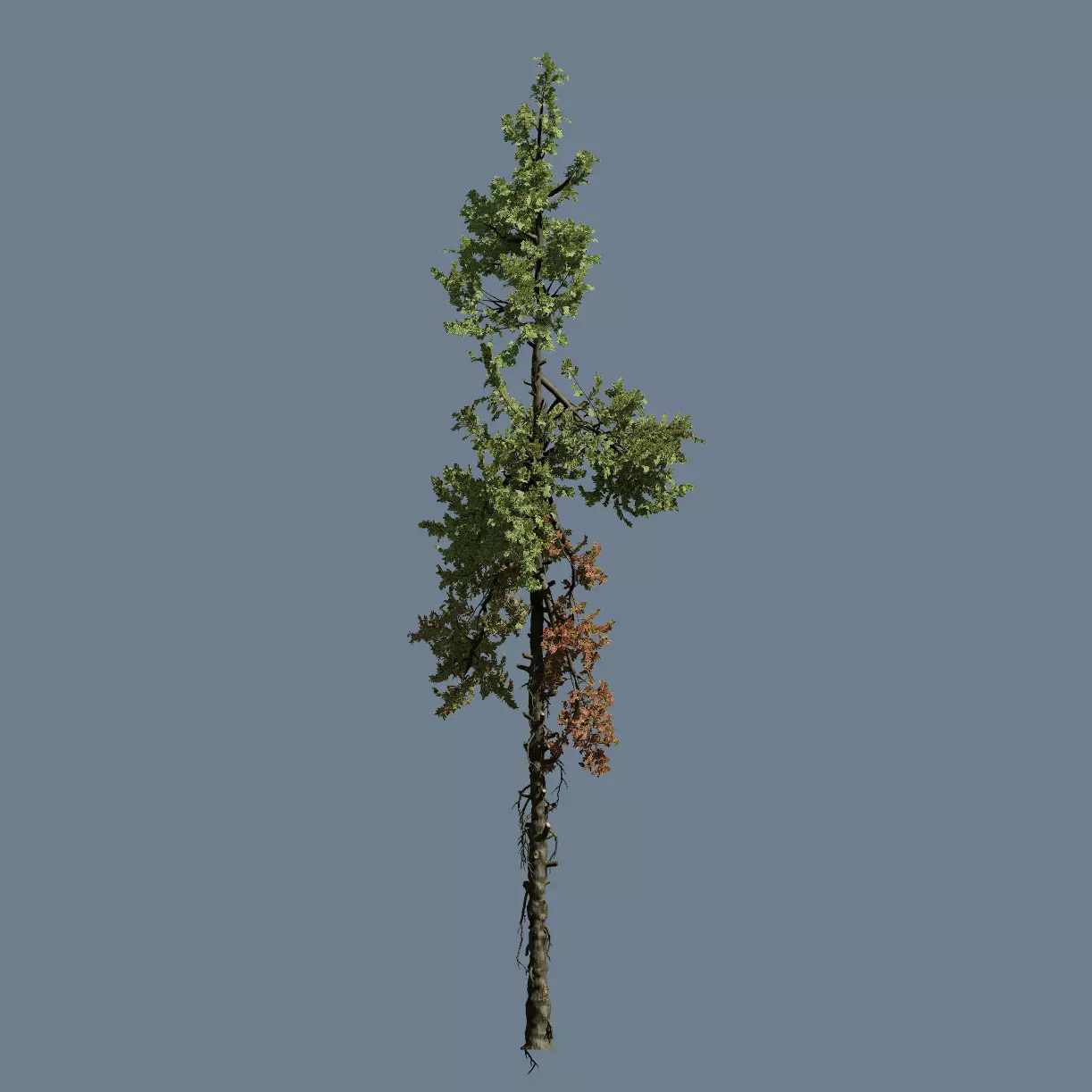 High Quality Fir Tree 18 Free 3D model_0