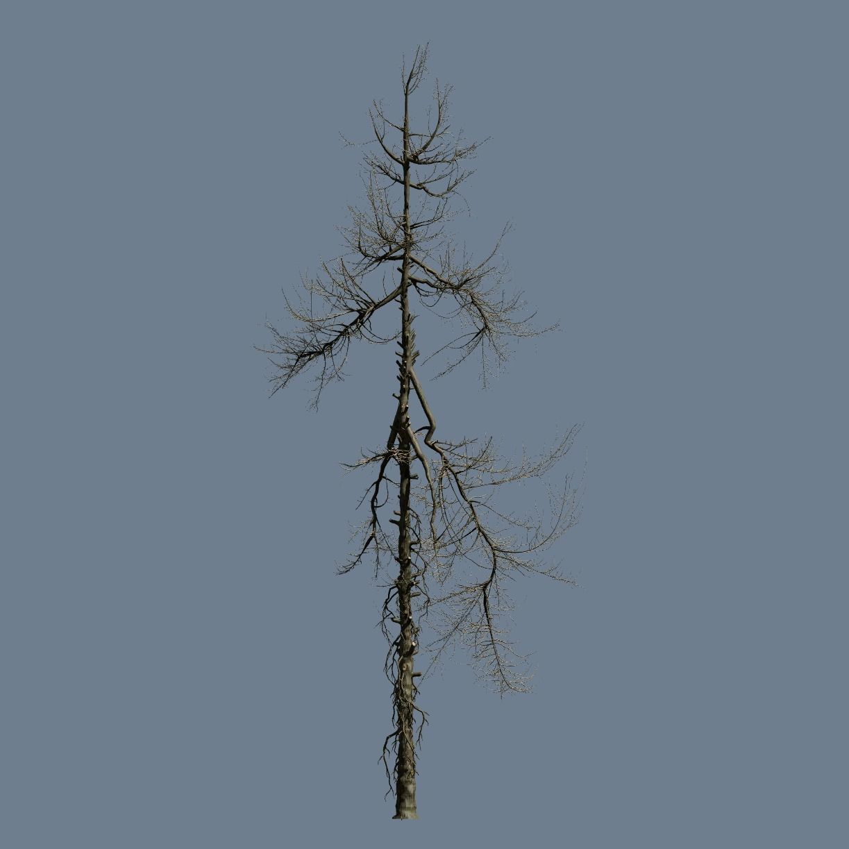 High Quality Fir Tree 19 3D model_2