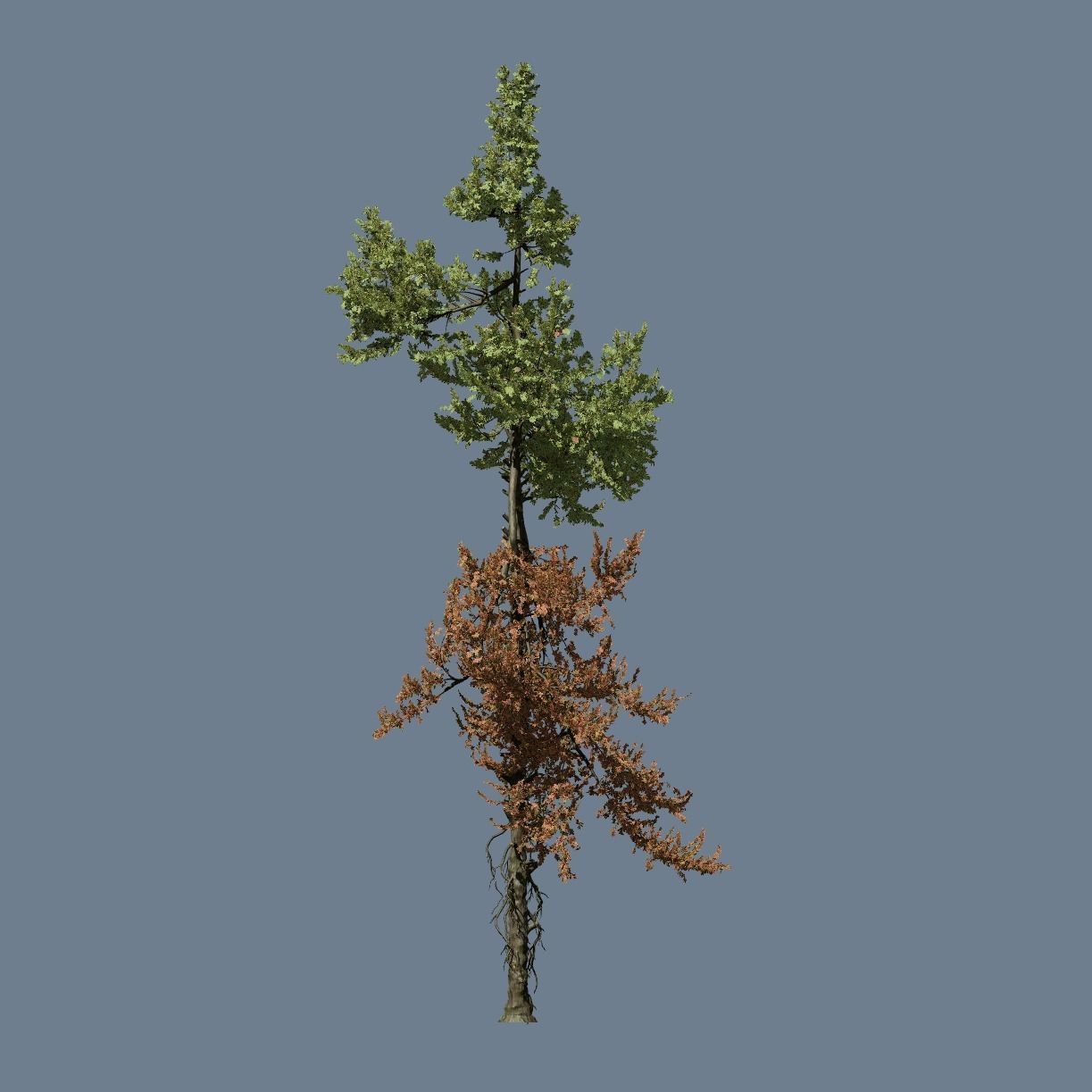 High Quality Fir Tree 19 3D model_1