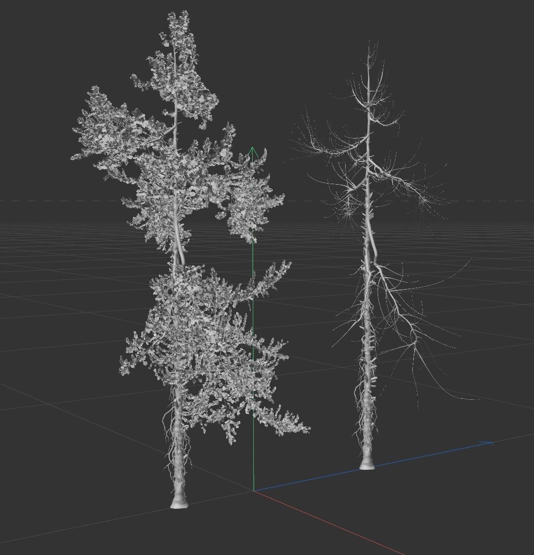 High Quality Fir Tree 19 3D model_4