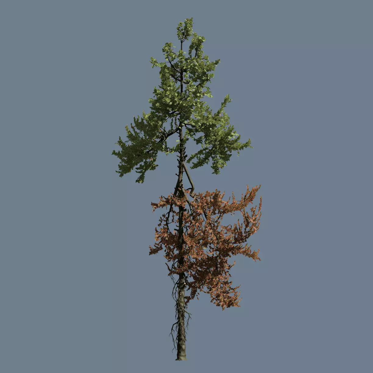 High Quality Fir Tree 19 3D model_0