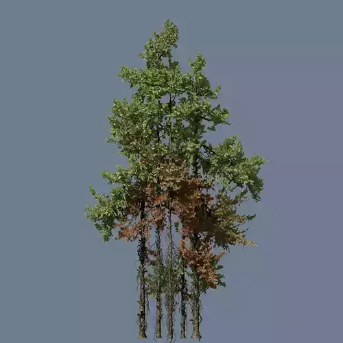 High Quality Fir Tree Mass 20