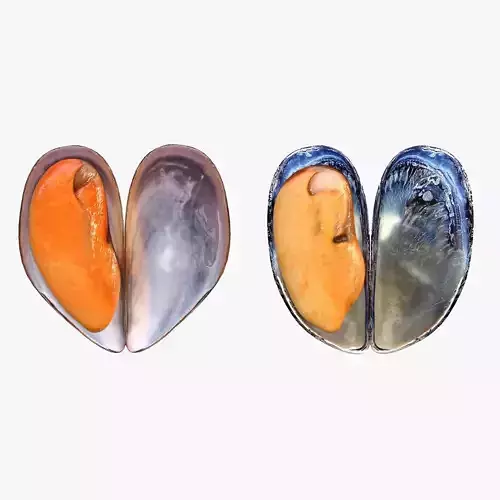 Mussel shell Low-poly 3D model