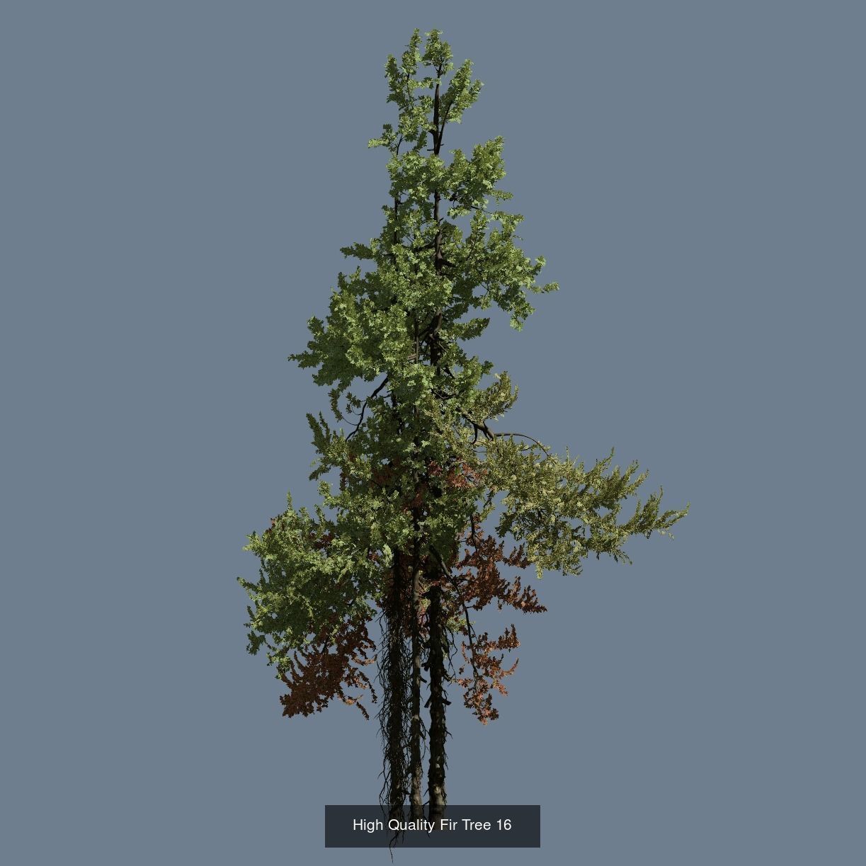 1-24 High Quality Fir Tree Collection _28