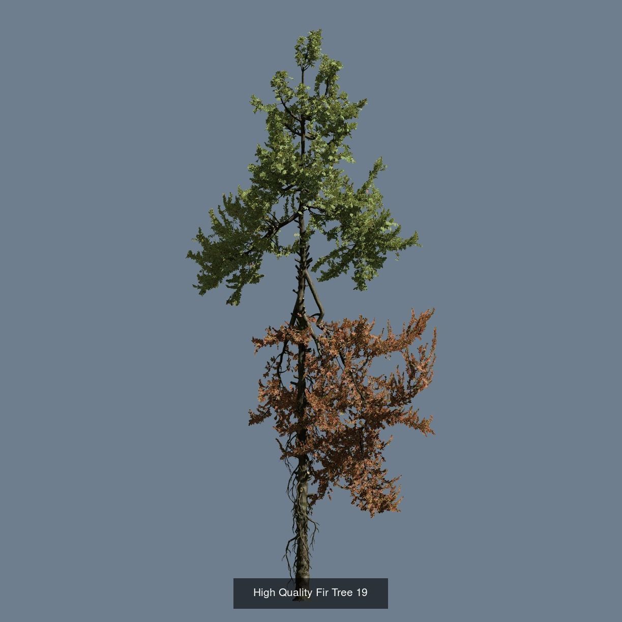 1-24 High Quality Fir Tree Collection _31