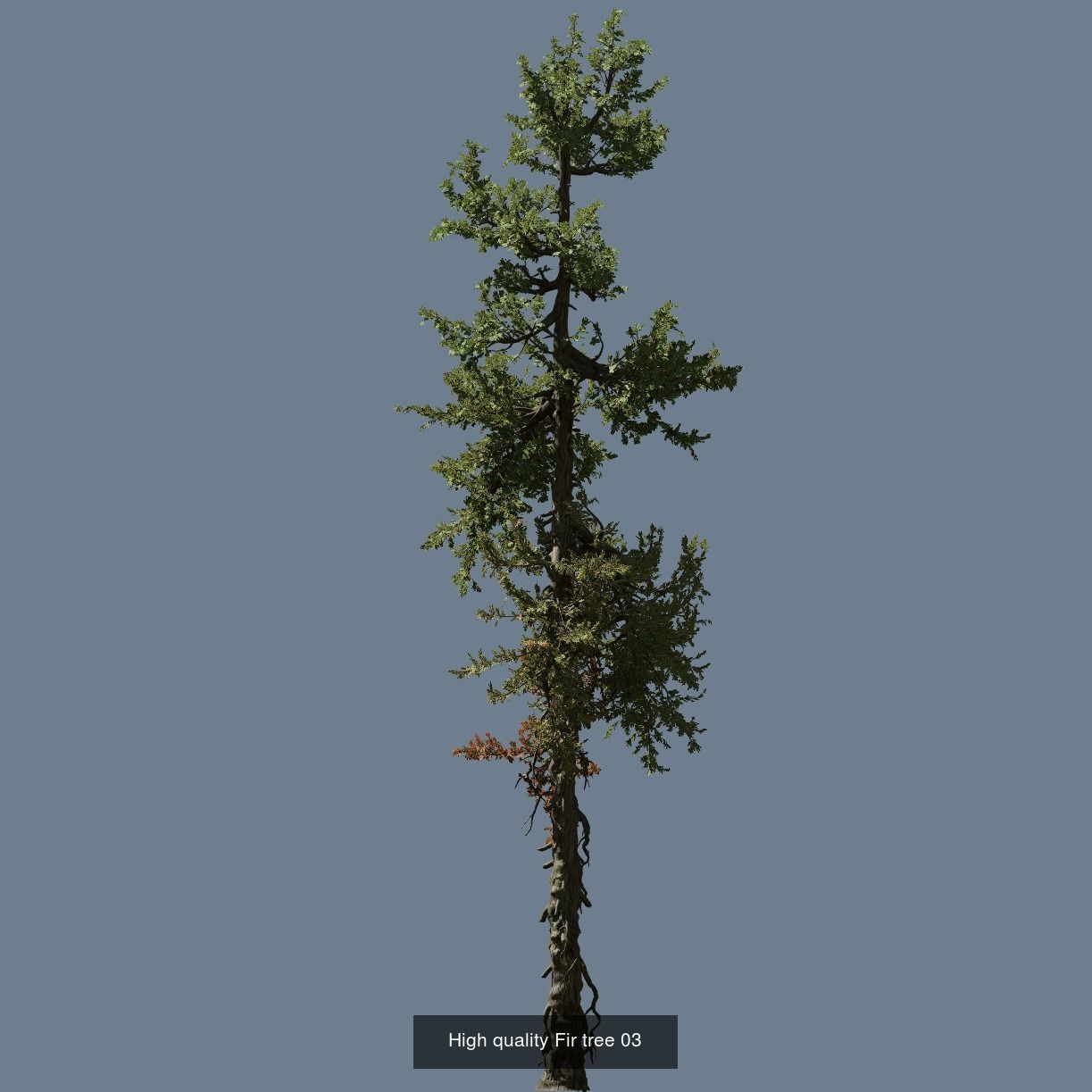 1-24 High Quality Fir Tree Collection _15