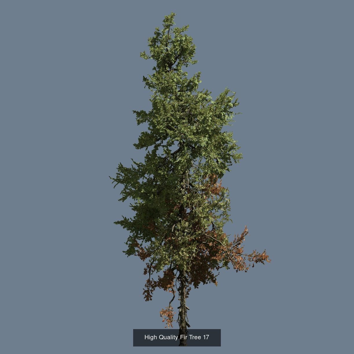 1-24 High Quality Fir Tree Collection _29