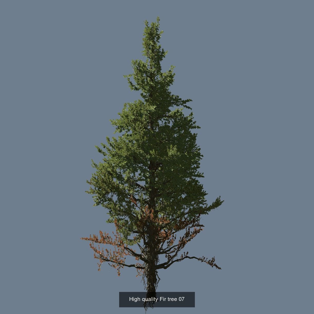 1-24 High Quality Fir Tree Collection _19