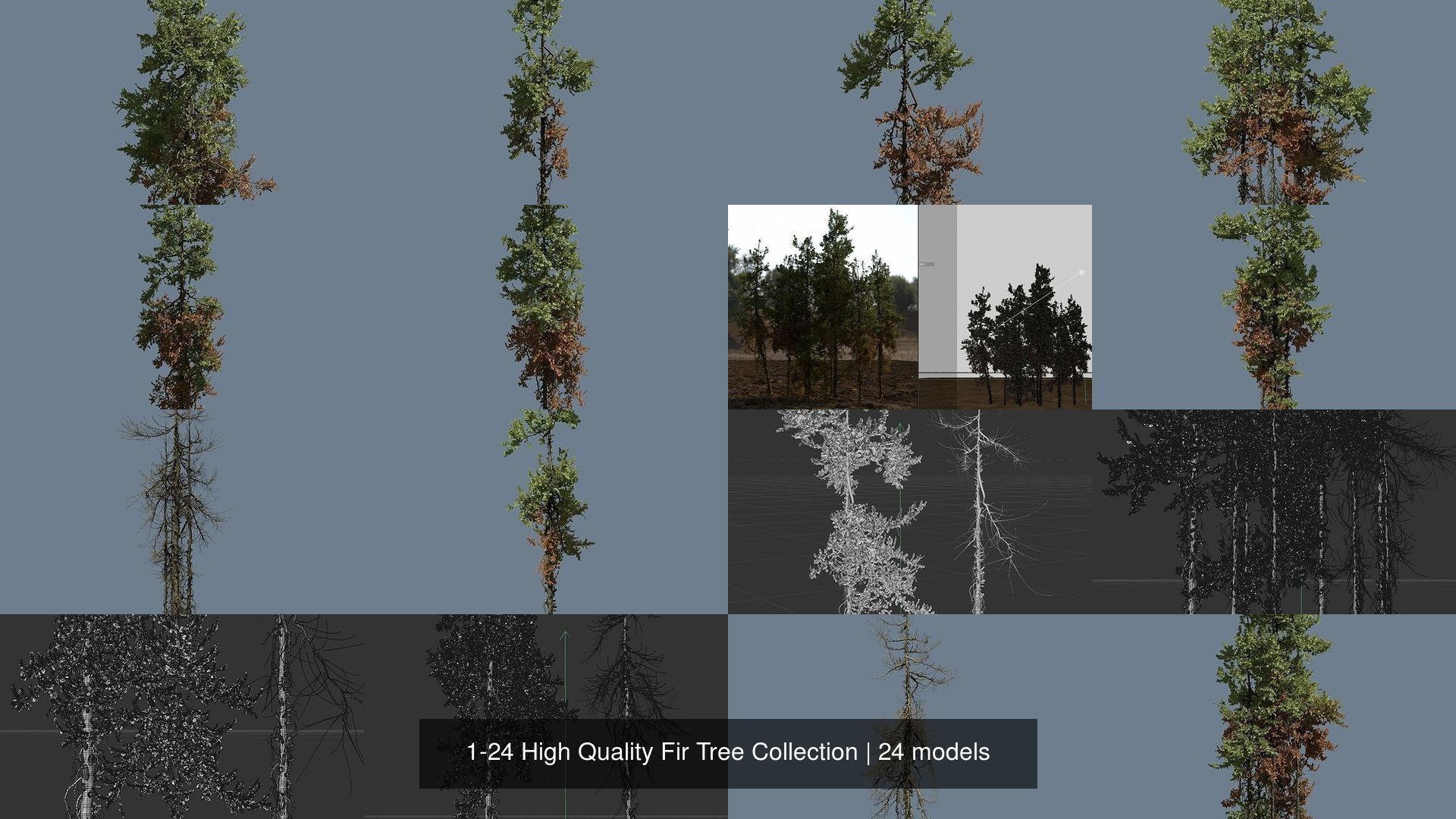1-24 High Quality Fir Tree Collection _3