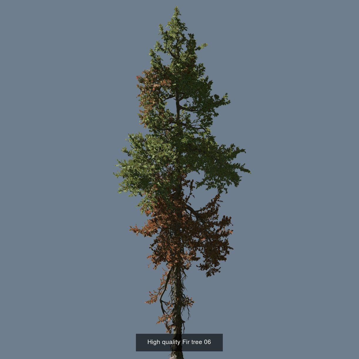 1-24 High Quality Fir Tree Collection _18