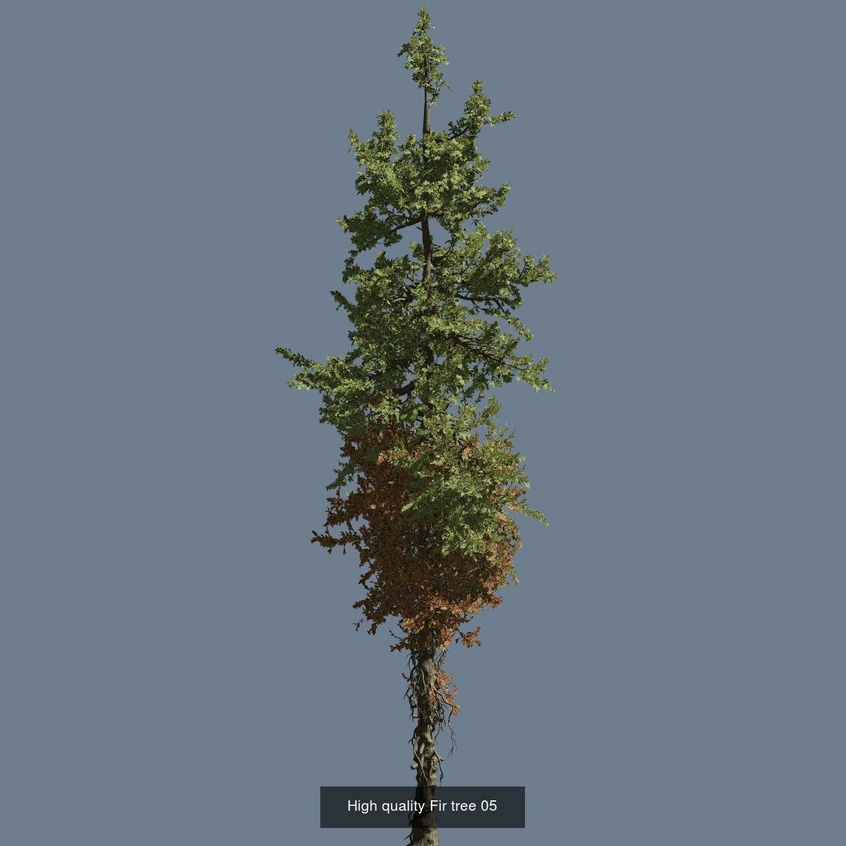 1-24 High Quality Fir Tree Collection _17