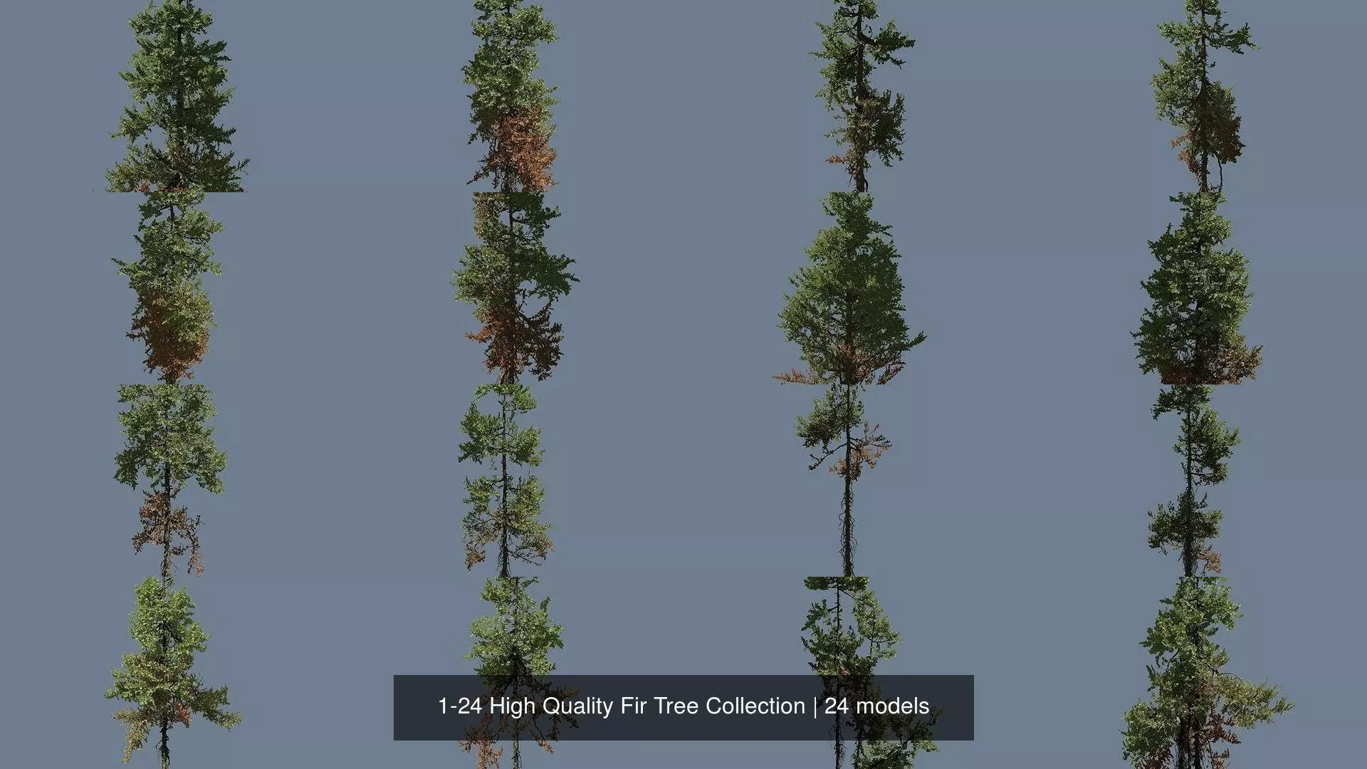 1-24 High Quality Fir Tree Collection _1