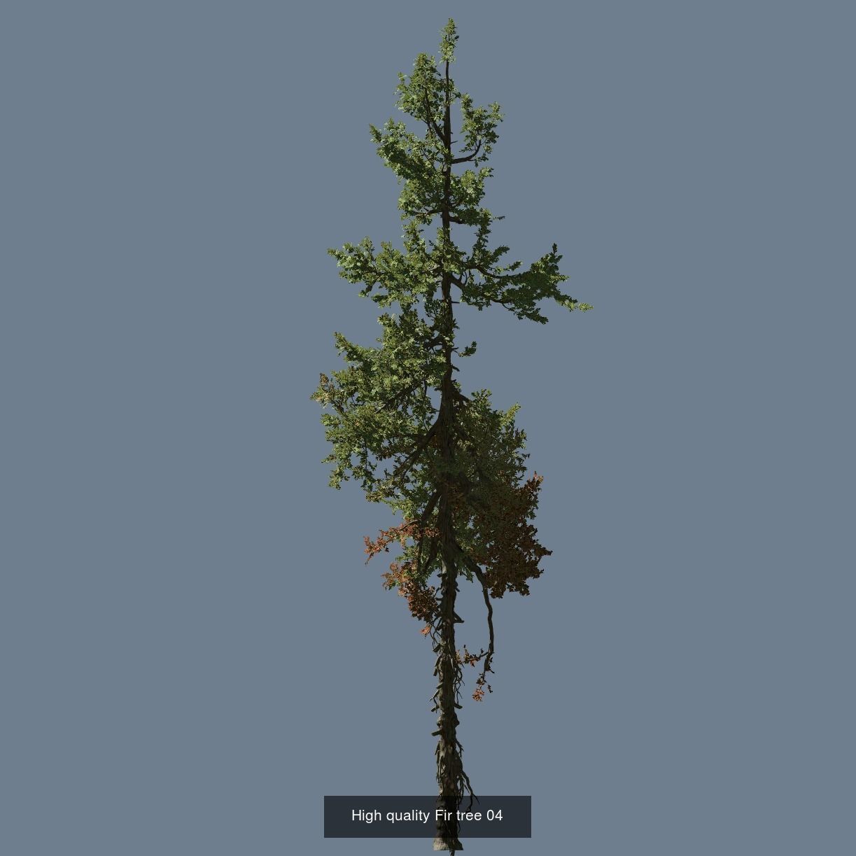 1-24 High Quality Fir Tree Collection _16