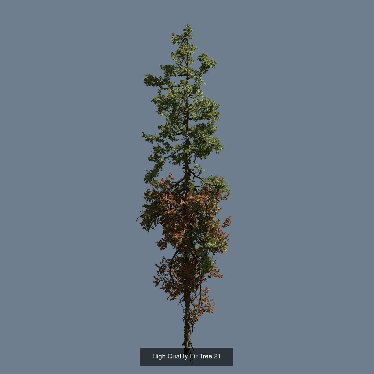 1-24 High Quality Fir Tree Collection _33