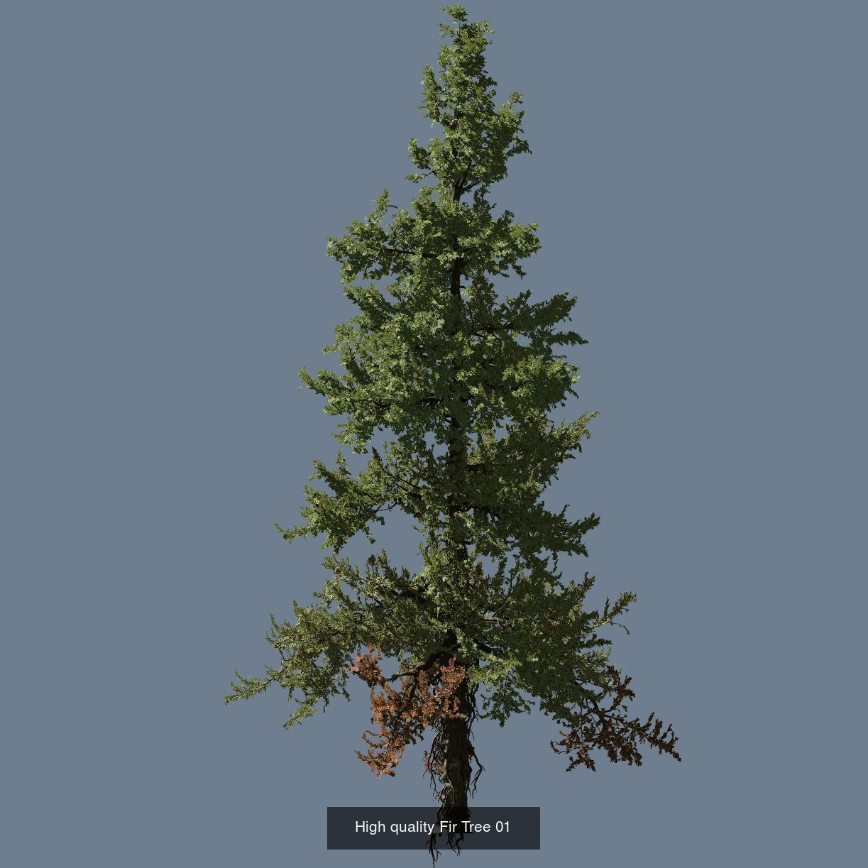 1-24 High Quality Fir Tree Collection _13