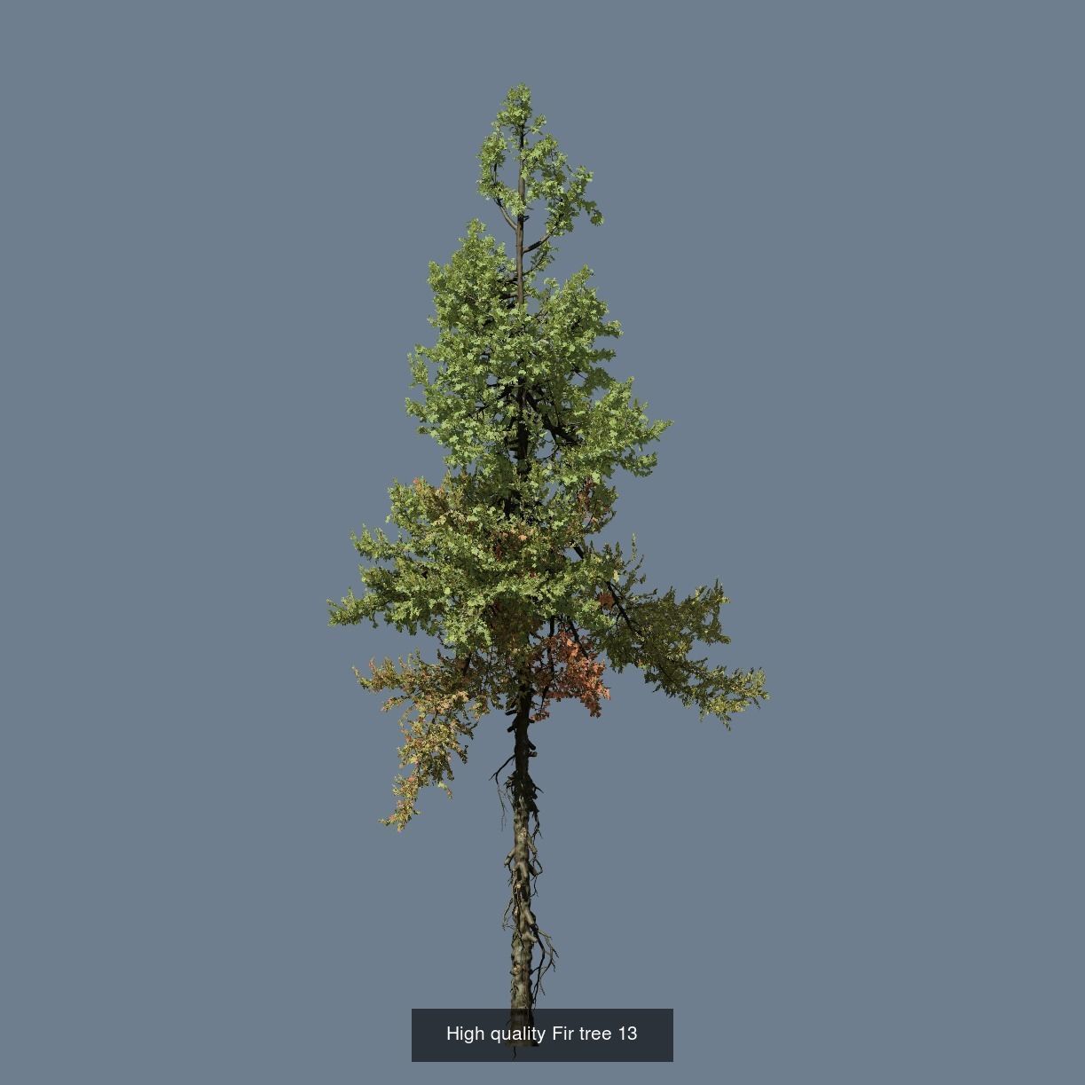 1-24 High Quality Fir Tree Collection _25
