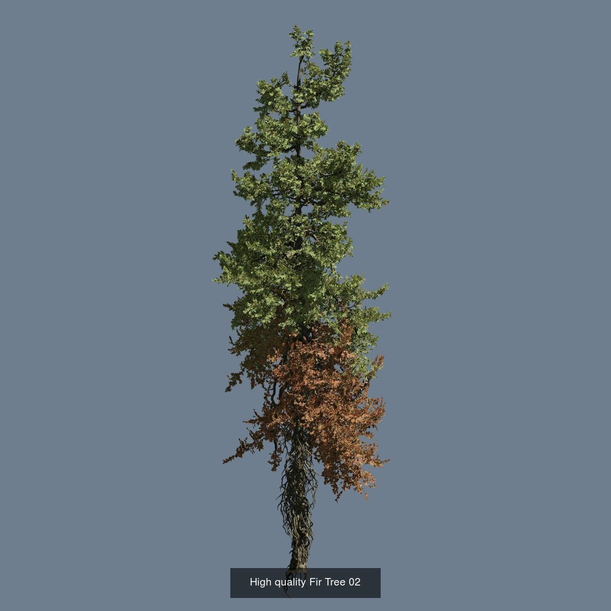 1-24 High Quality Fir Tree Collection _14