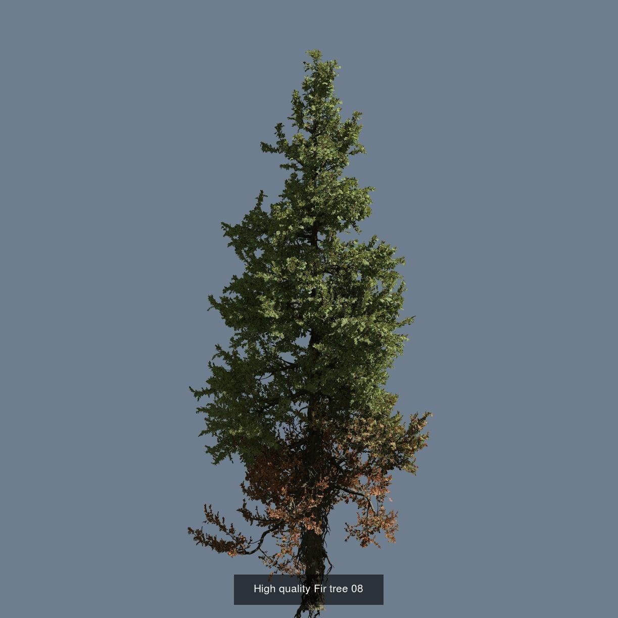 1-24 High Quality Fir Tree Collection _20