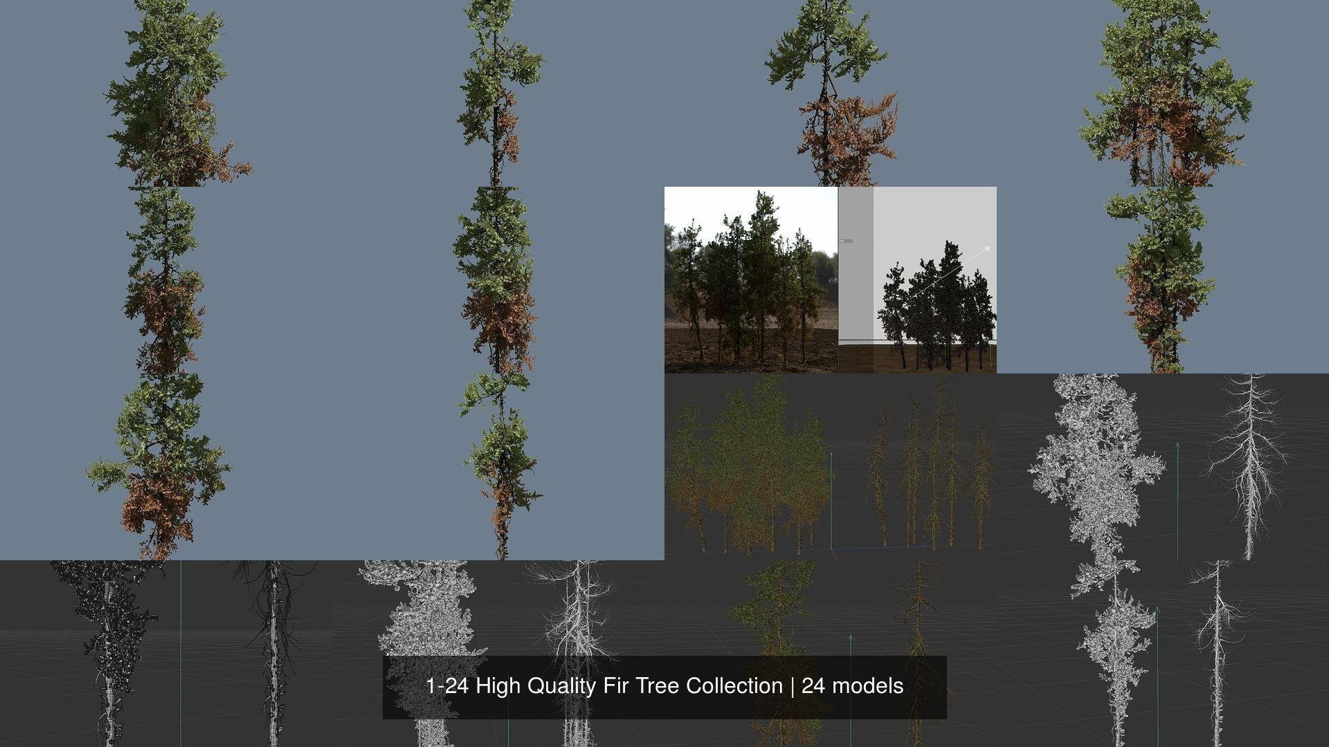 1-24 High Quality Fir Tree Collection _9