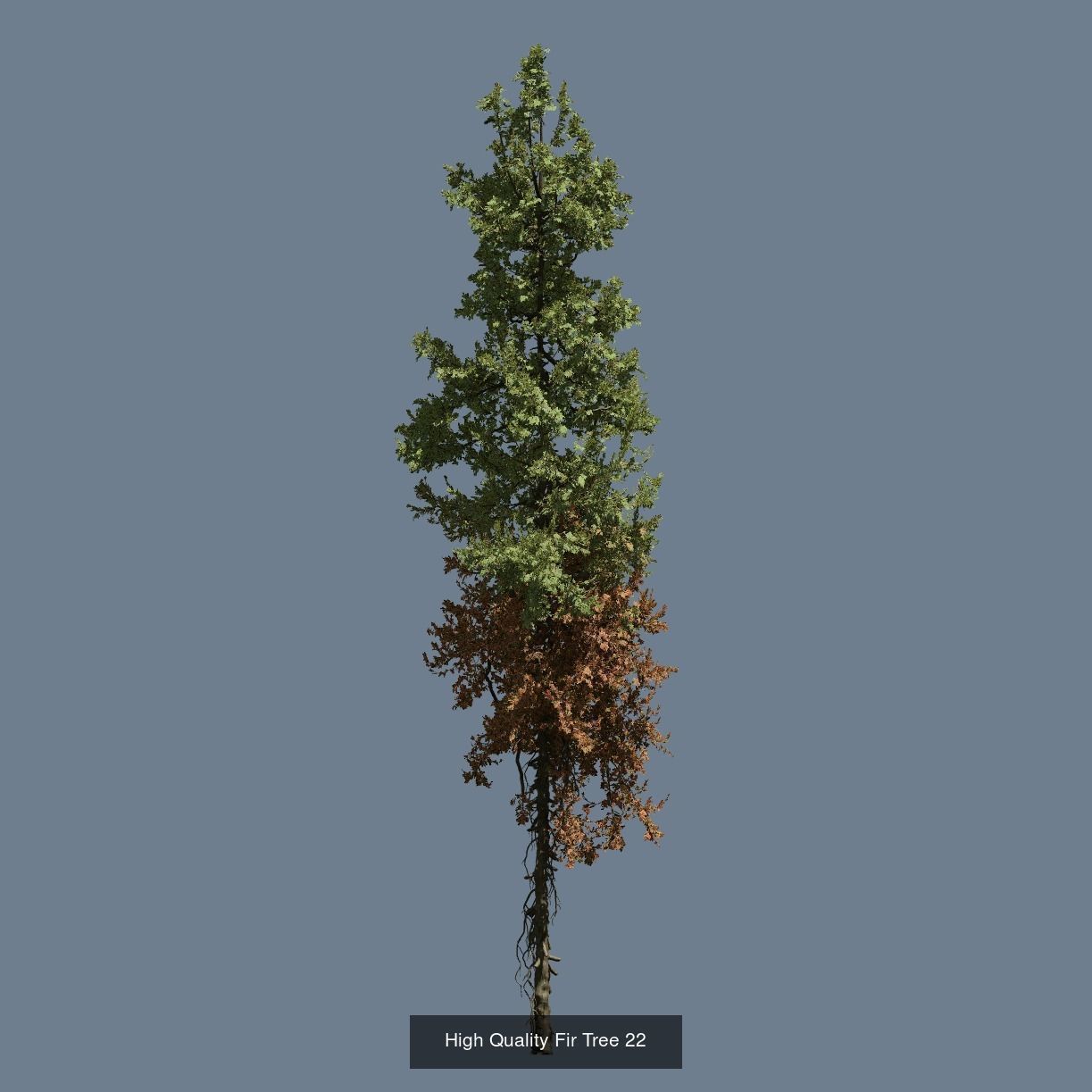 1-24 High Quality Fir Tree Collection _34