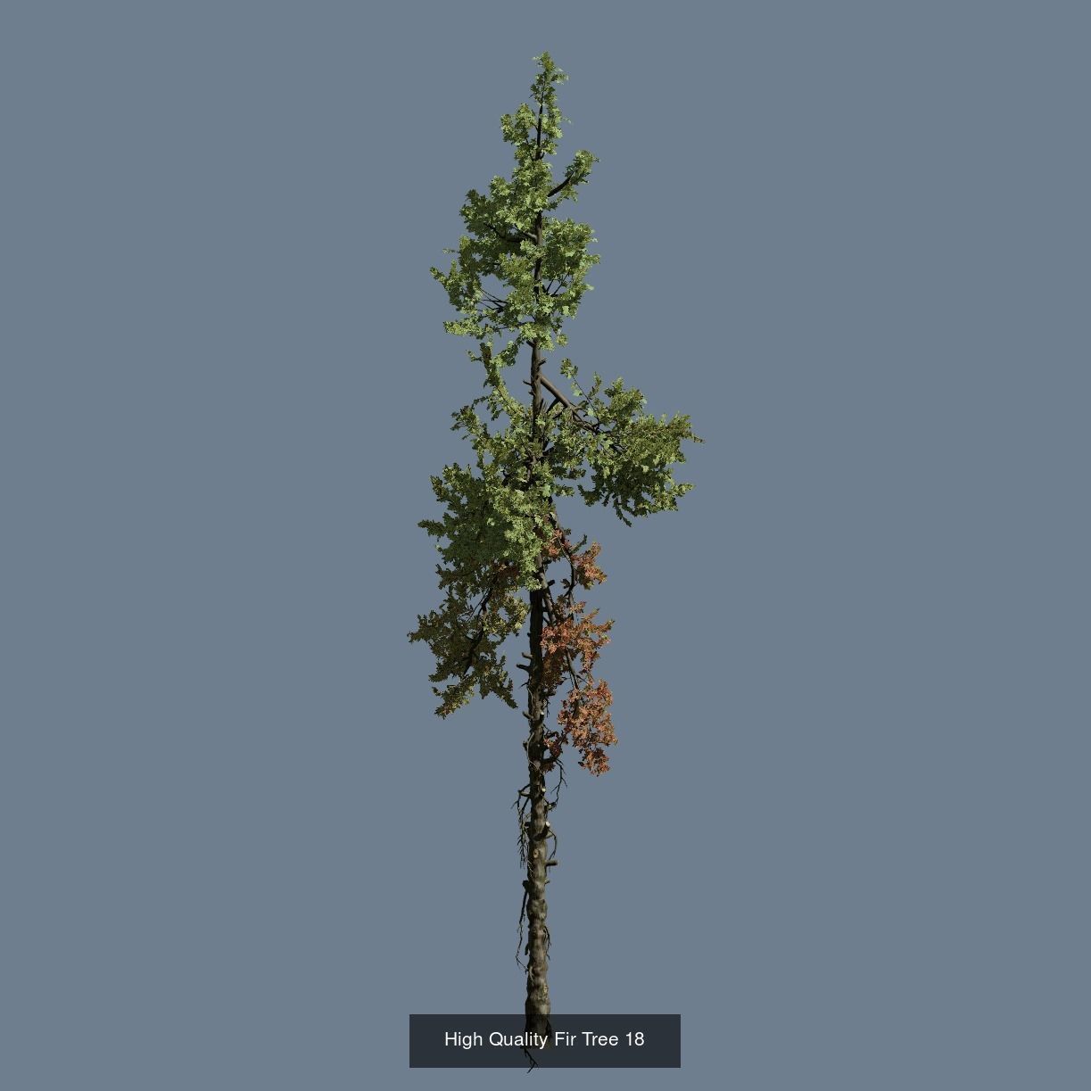 1-24 High Quality Fir Tree Collection _30