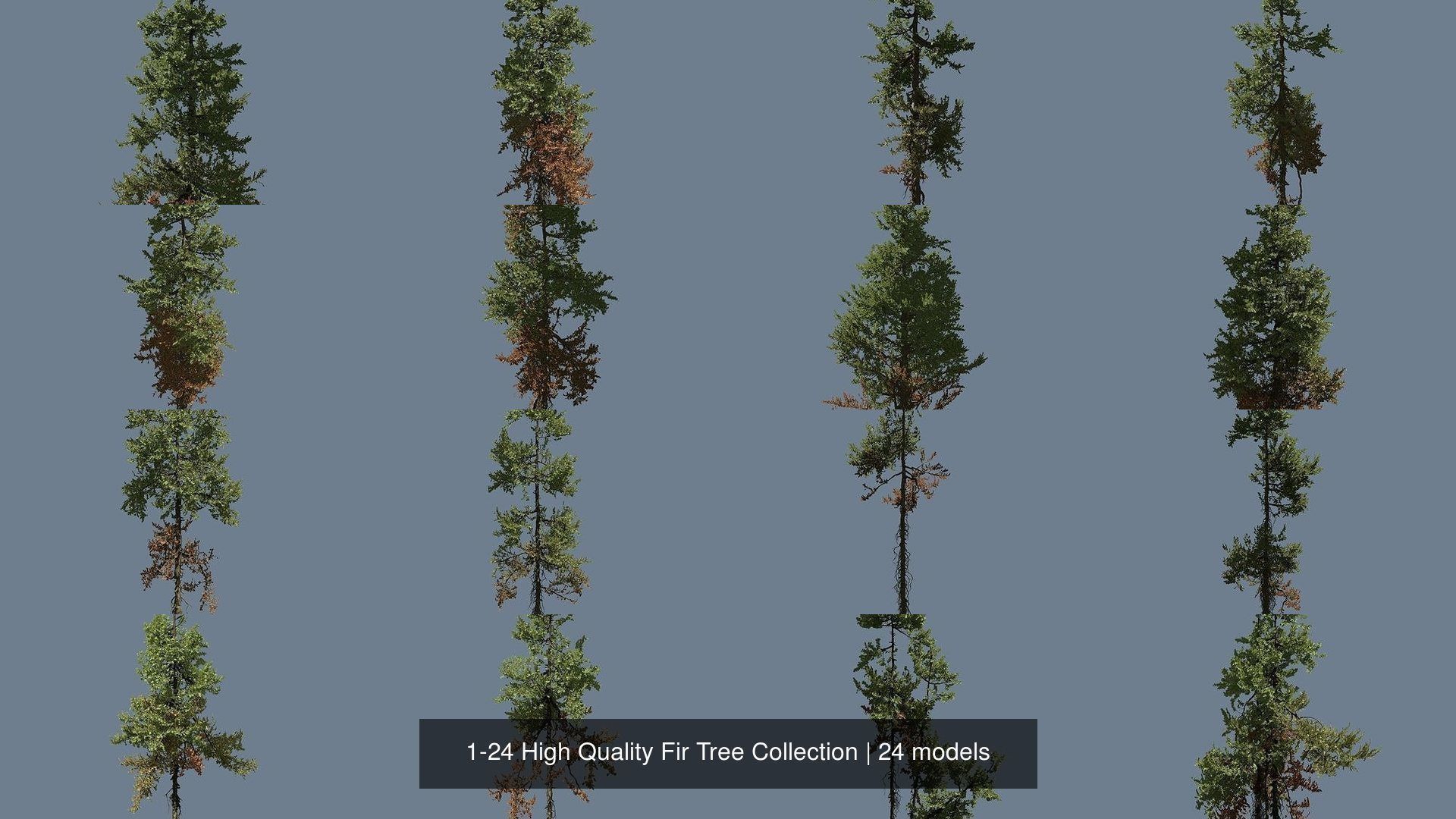 1-24 High Quality Fir Tree Collection _2