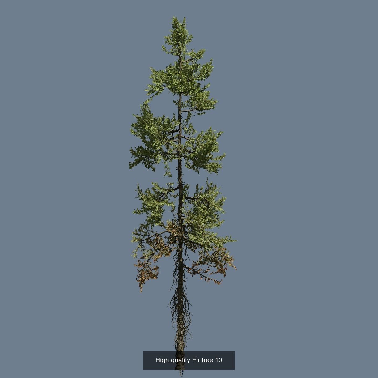 1-24 High Quality Fir Tree Collection _22