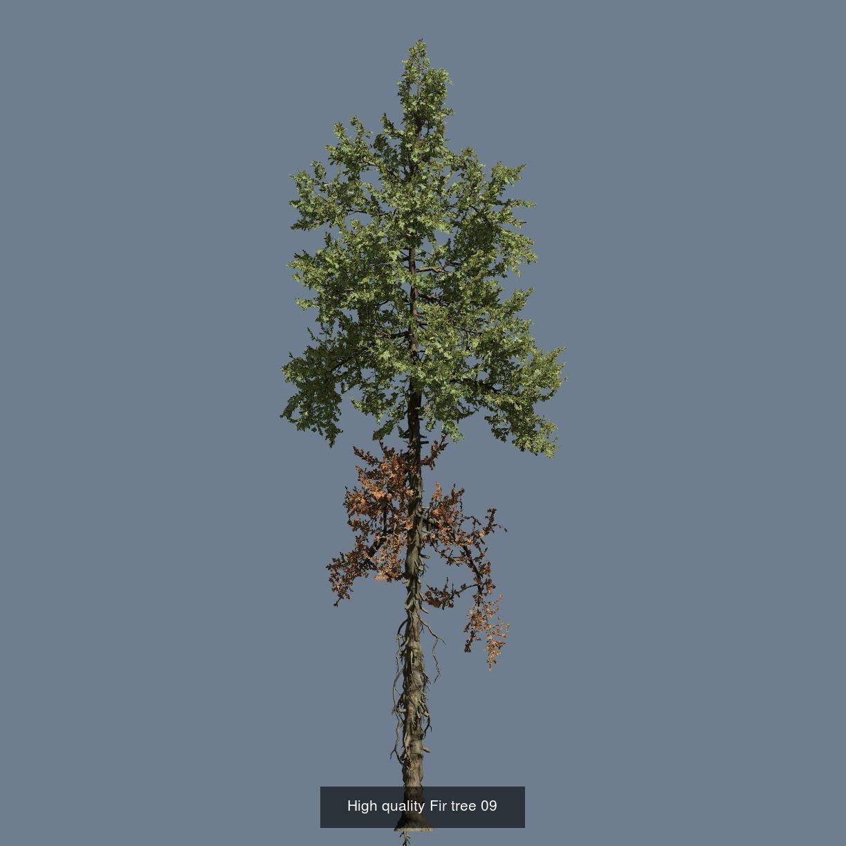 1-24 High Quality Fir Tree Collection _21