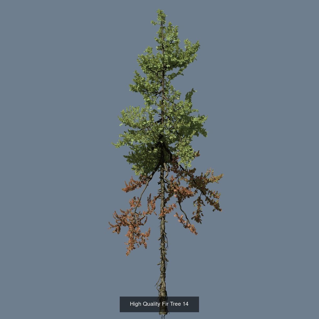 1-24 High Quality Fir Tree Collection _26
