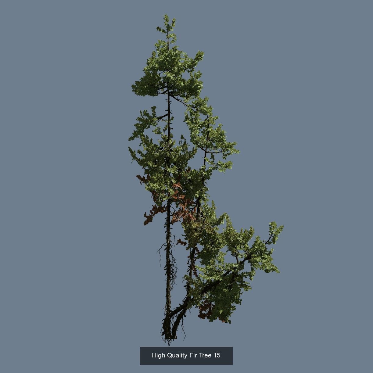 1-24 High Quality Fir Tree Collection _27