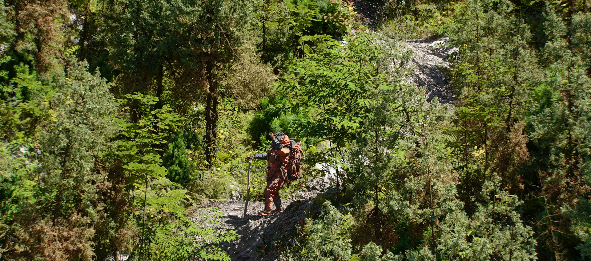 1-24 High Quality Fir Tree Collection _0