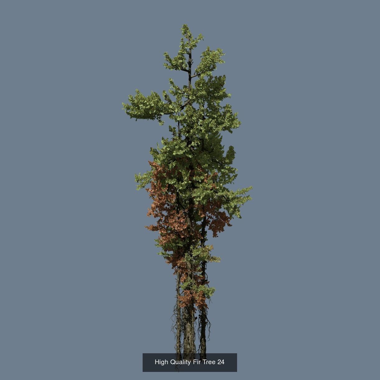 1-24 High Quality Fir Tree Collection _35
