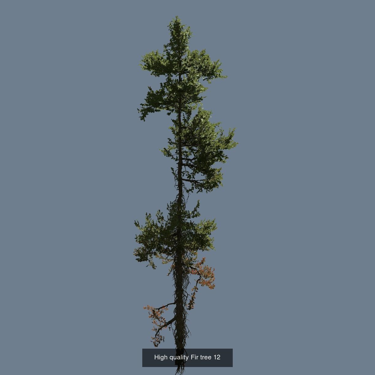1-24 High Quality Fir Tree Collection _24