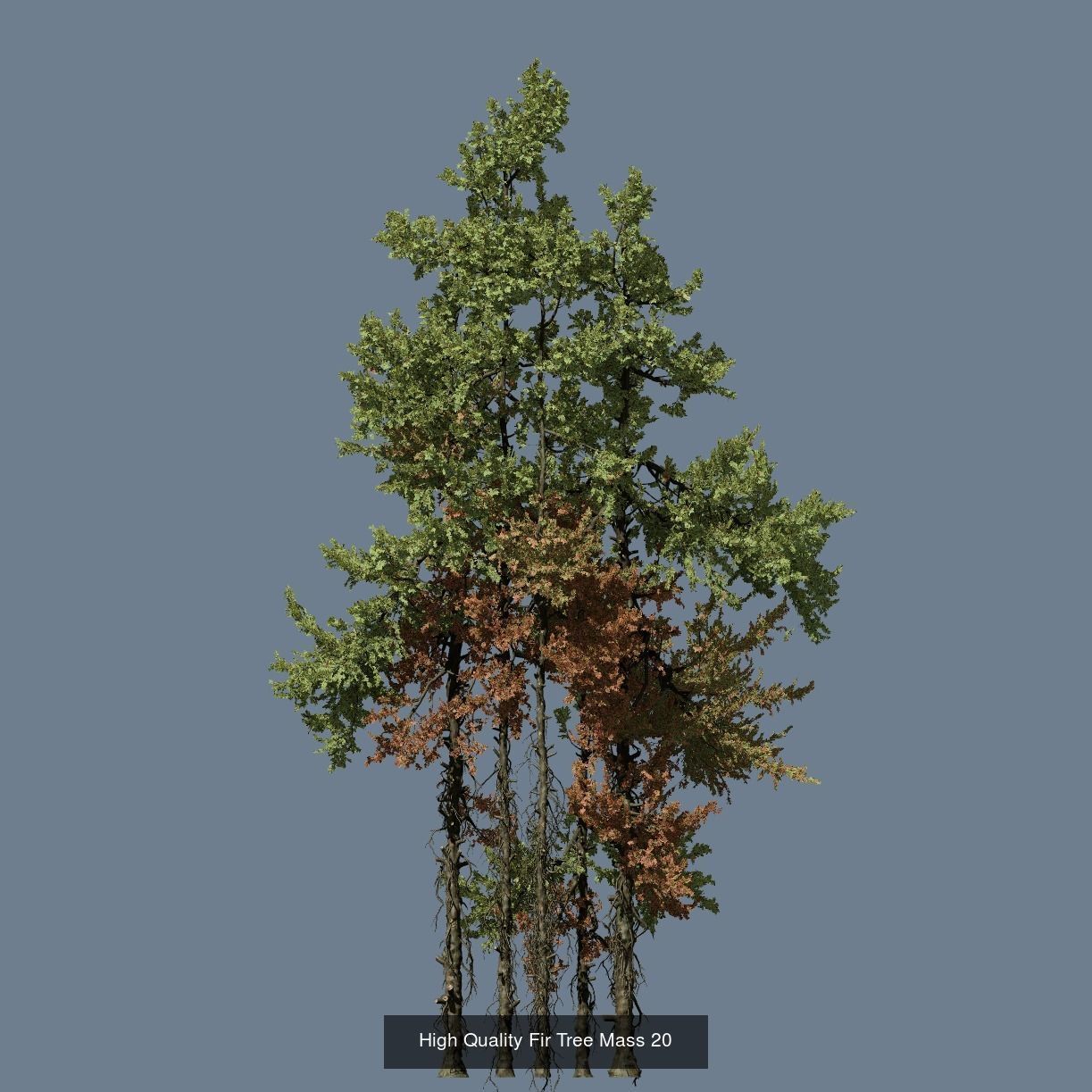 1-24 High Quality Fir Tree Collection _32