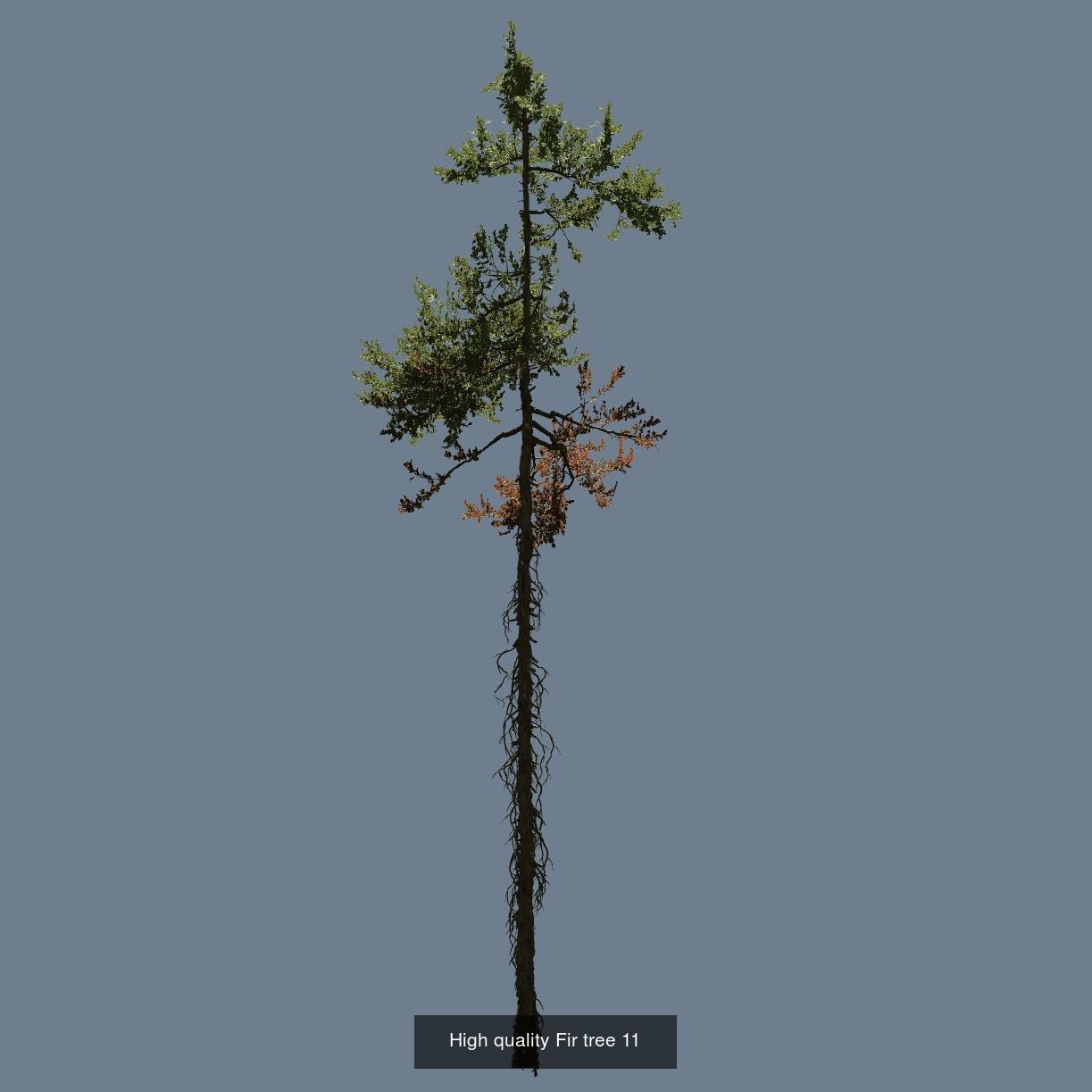 1-24 High Quality Fir Tree Collection _23