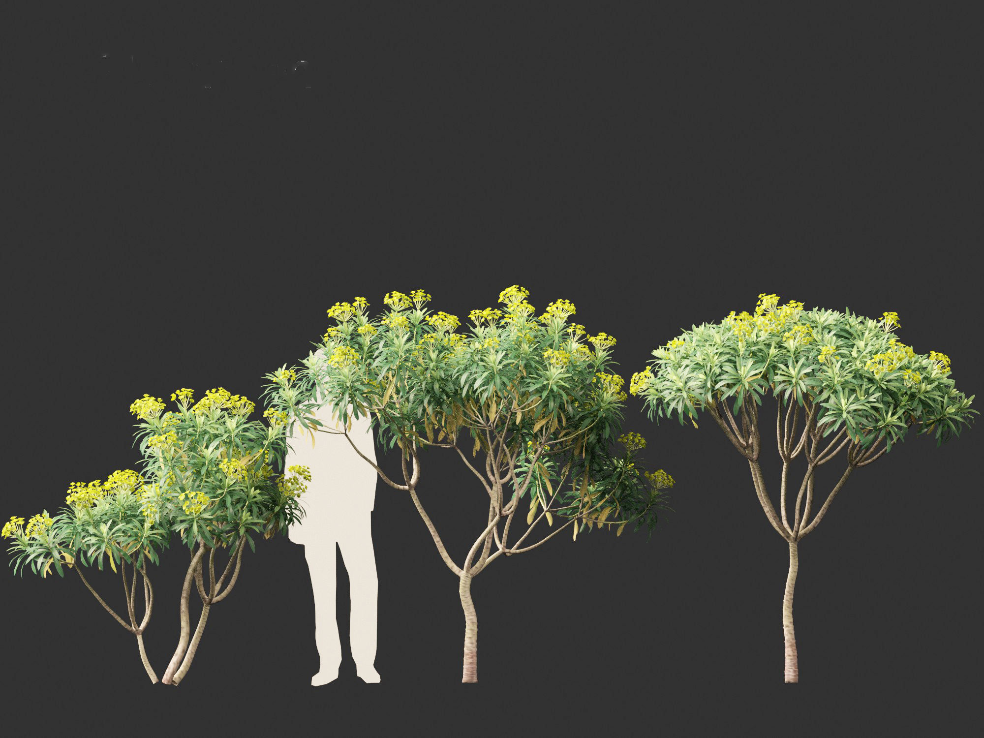 Euphorbia bourgeana - Tree Euphoria 3D model_8