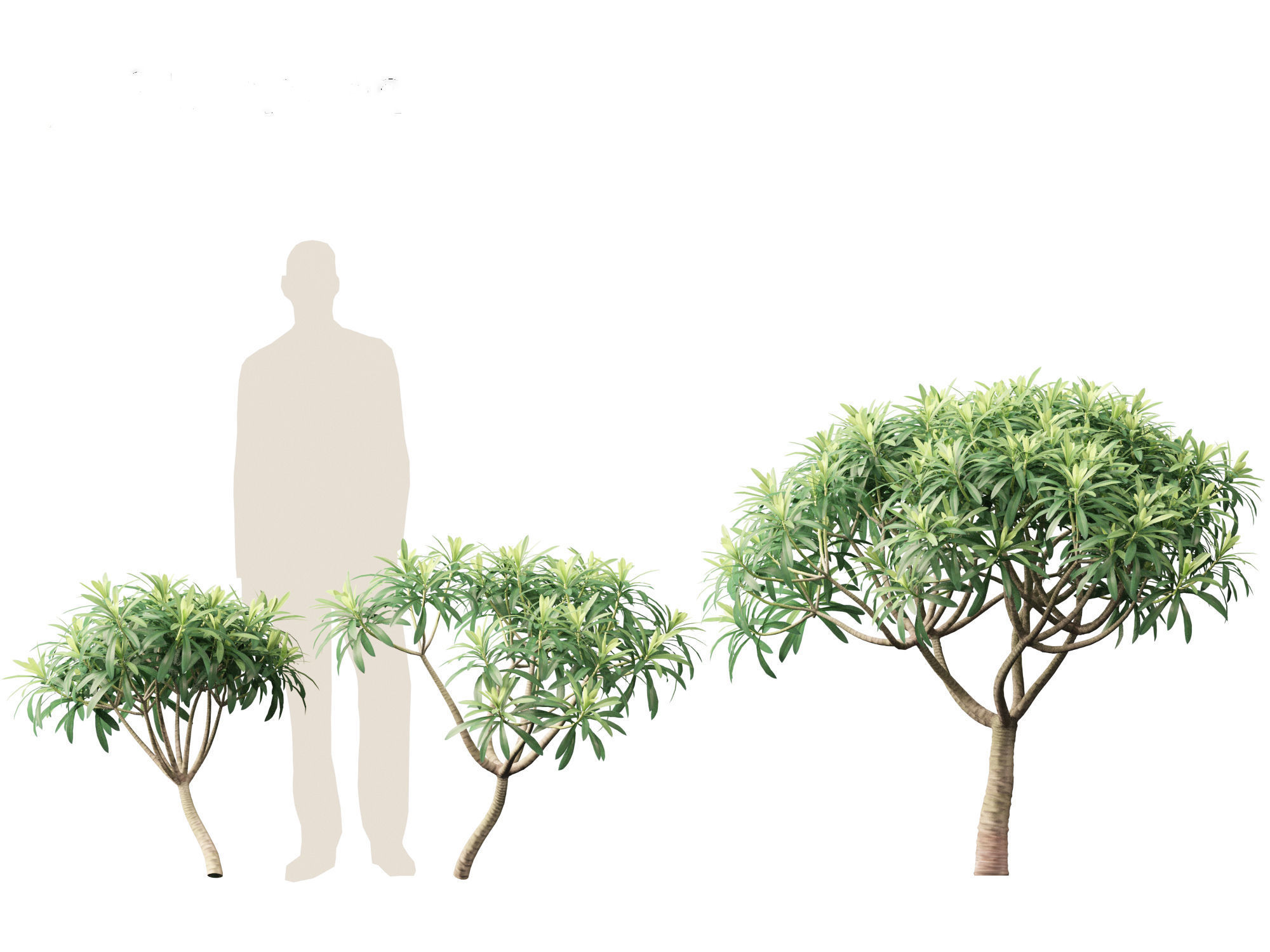 Euphorbia bourgeana - Tree Euphoria 3D model_5