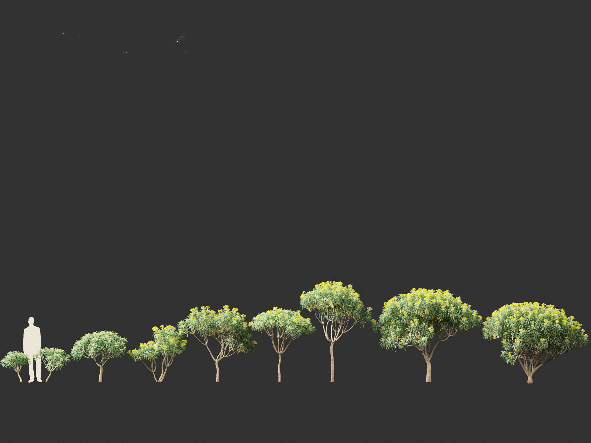 Euphorbia bourgeana - Tree Euphoria 3D model_4