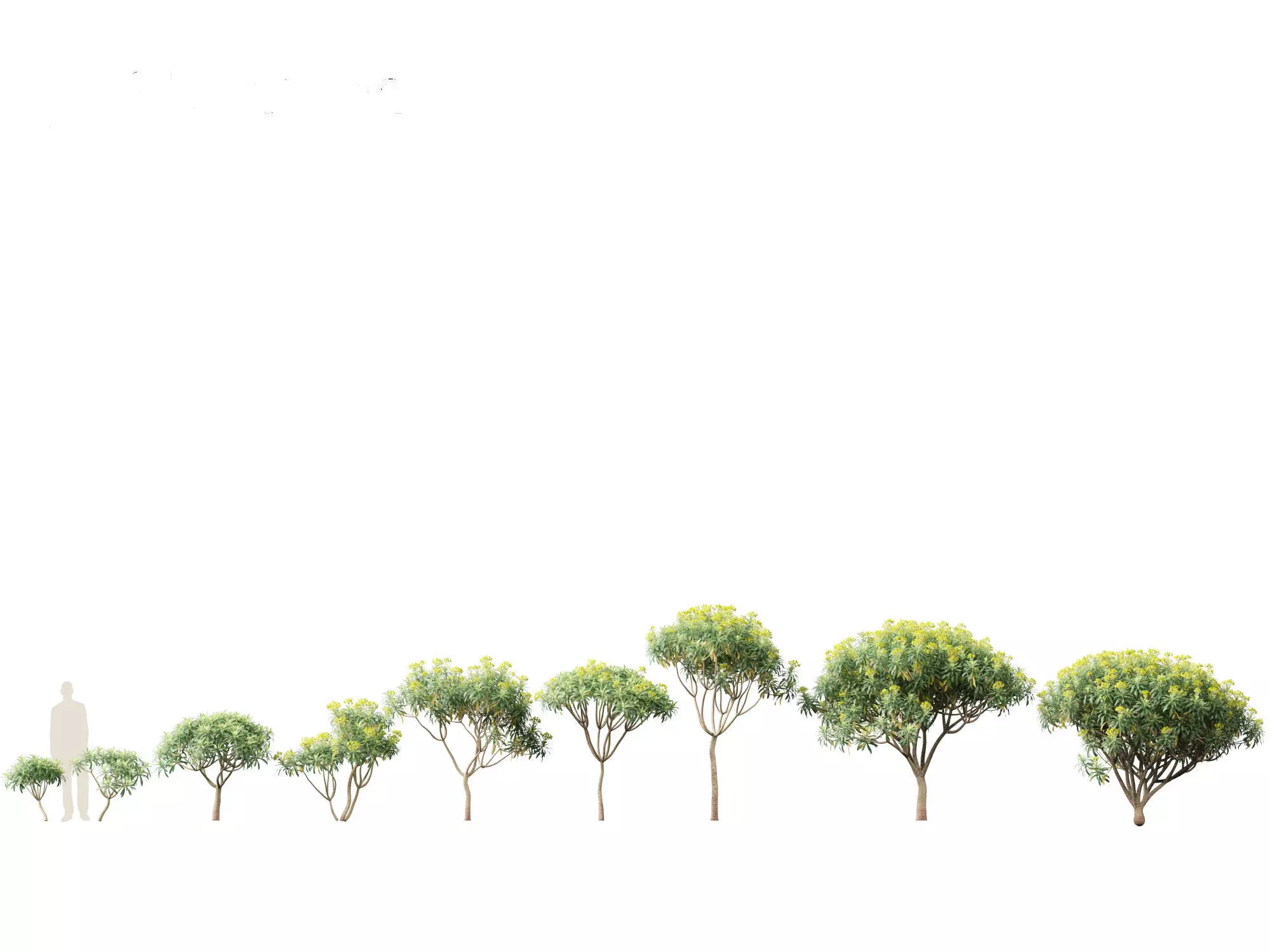 Euphorbia bourgeana - Tree Euphoria 3D model_0