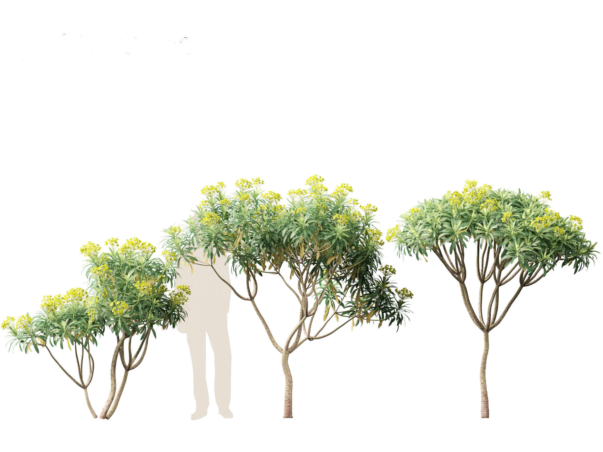 Euphorbia bourgeana - Tree Euphoria 3D model_7