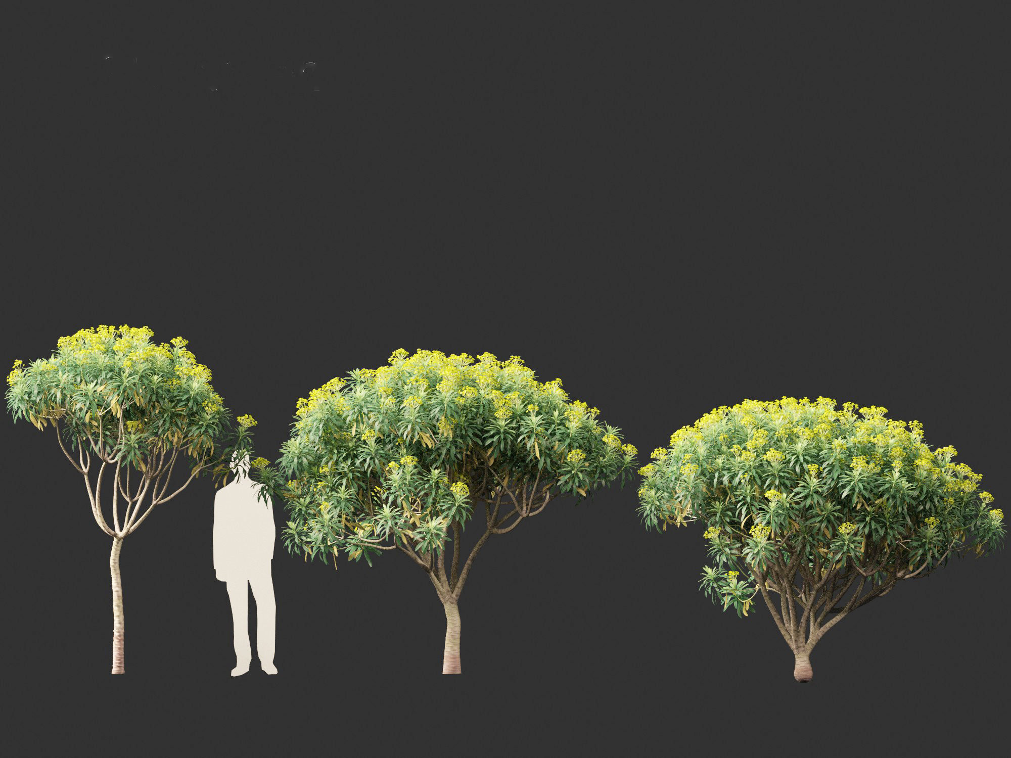 Euphorbia bourgeana - Tree Euphoria 3D model_10