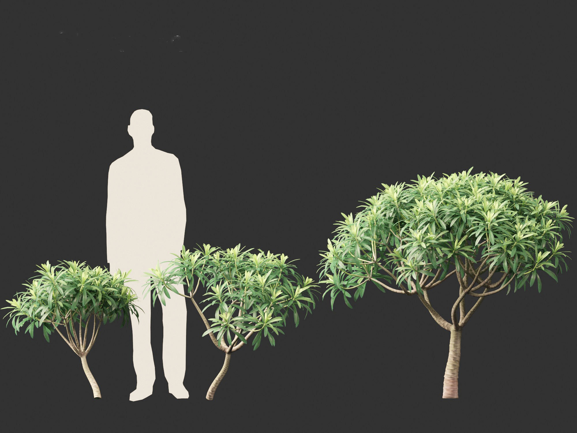 Euphorbia bourgeana - Tree Euphoria 3D model_6