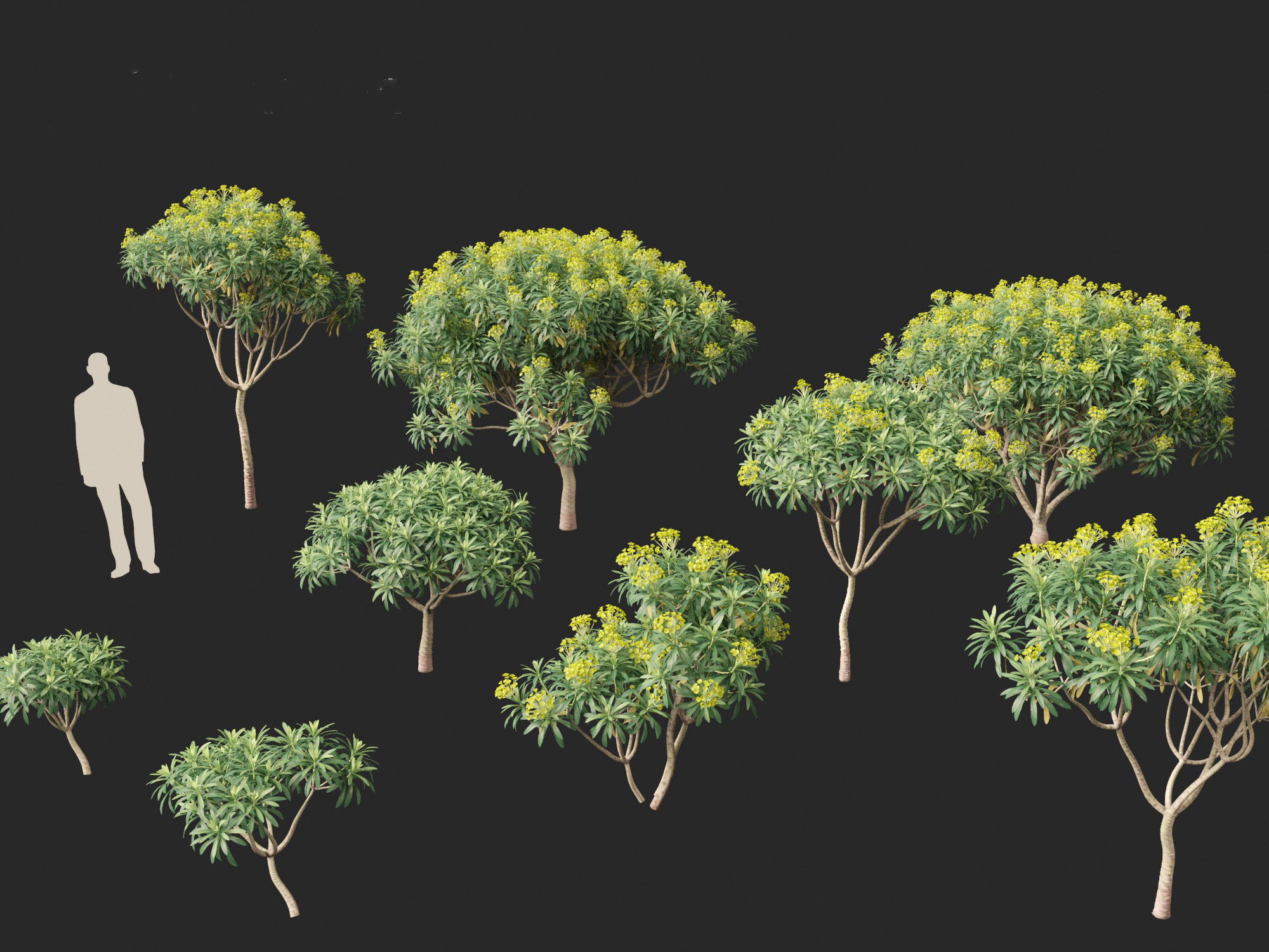 Euphorbia bourgeana - Tree Euphoria 3D model_1