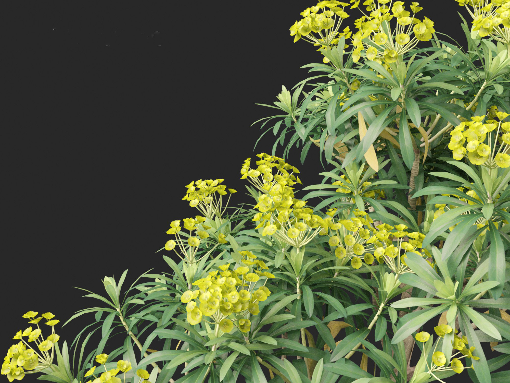 Euphorbia bourgeana - Tree Euphoria 3D model_3