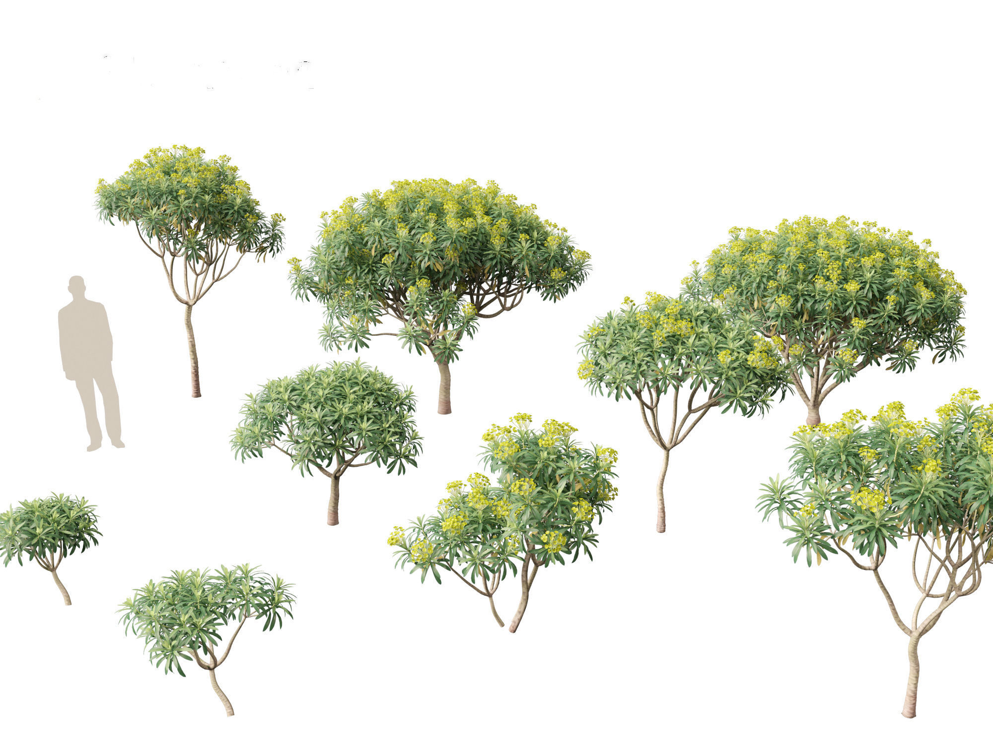 Euphorbia bourgeana - Tree Euphoria 3D model_11