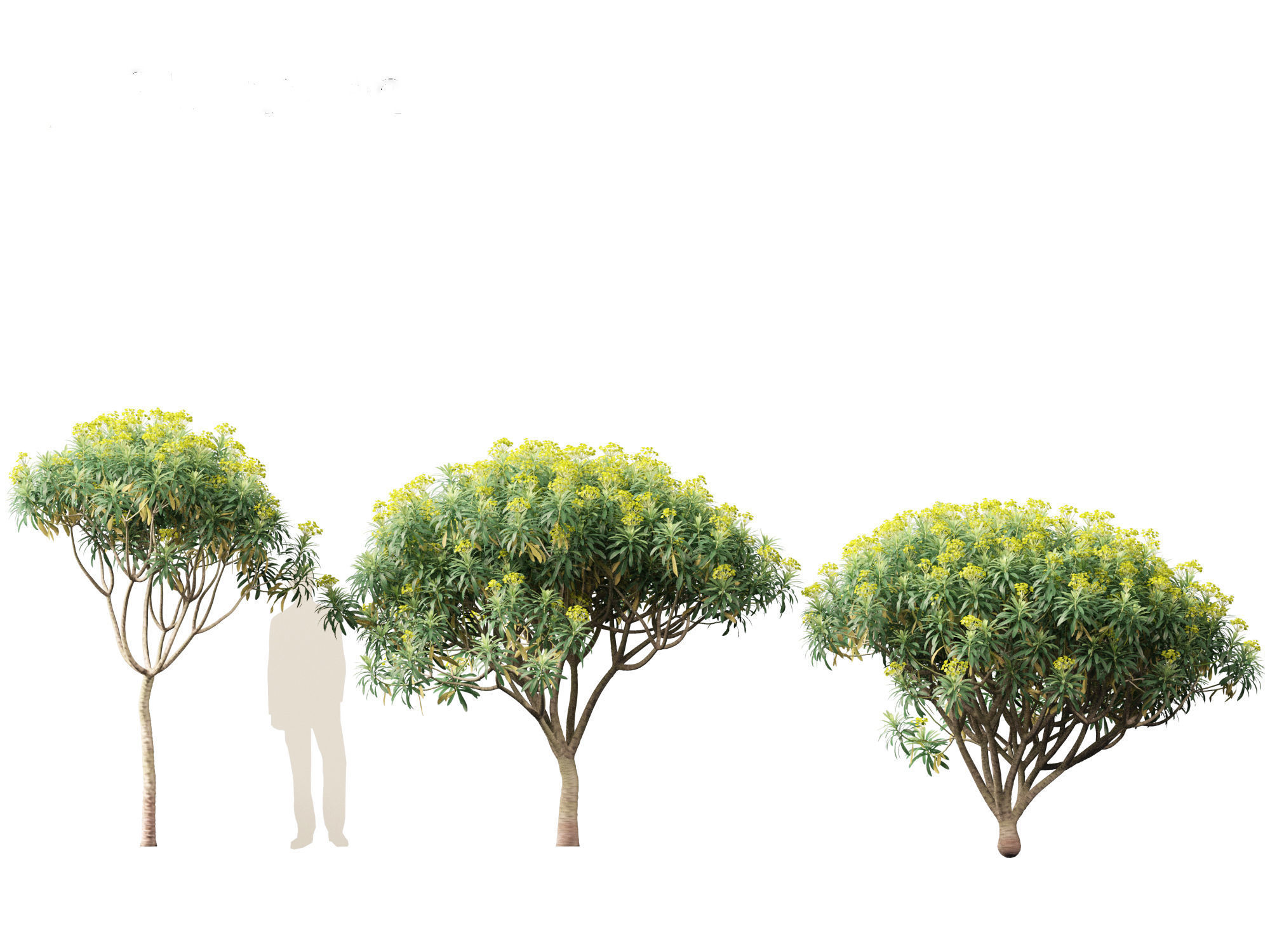 Euphorbia bourgeana - Tree Euphoria 3D model_9