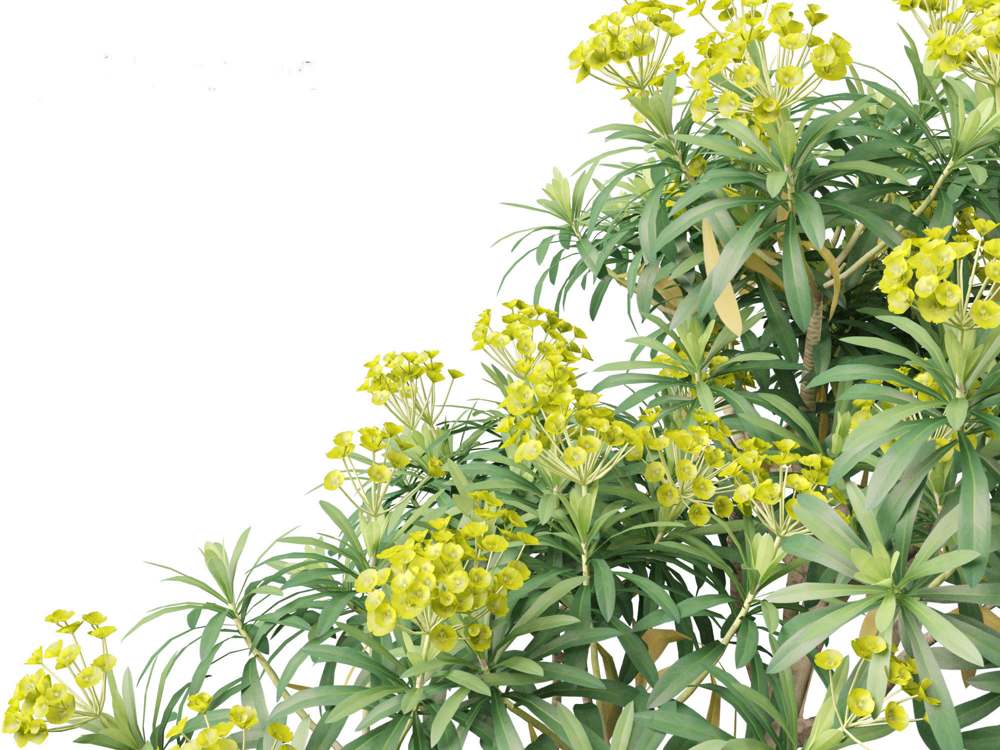 Euphorbia bourgeana - Tree Euphoria 3D model_2